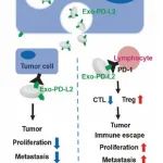 Cell Death  Dis｜东南大学高山教授课题组在肿瘤来源外泌体PD-L2影响肿瘤进展与T细胞功能研究中取得进展
