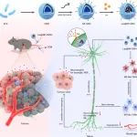 【科技前沿】Nature子刊｜华中科技大学甘璐等揭示了神经靶向治疗干预加强胰腺癌治疗的潜在途径