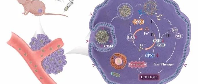 【Bioact. Mater.】工程纳米平台介导的气体疗法增强体内肿瘤铁死亡