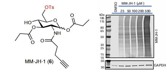 Nat. Chem. Biol. | 用于杂合型N-糖的选择性生物正交探针