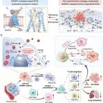 四川大学程冲/叶玲Adv. Mater：具有富电子Pt位点、仿NADPH氧化酶的活性氧生物催化剂可有效增强免疫检查点阻断治疗