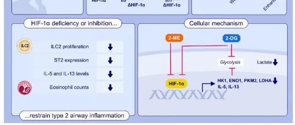 ALLERGY | 南方医科大学何玉梅团队揭示ILC2代谢调控过敏性气道炎症的新机制