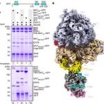 Nature | 人类细胞质外切体-核糖体超复合体的mRNA降解的结构基础