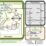 昆明植物所在光合作用方面取得系列进展