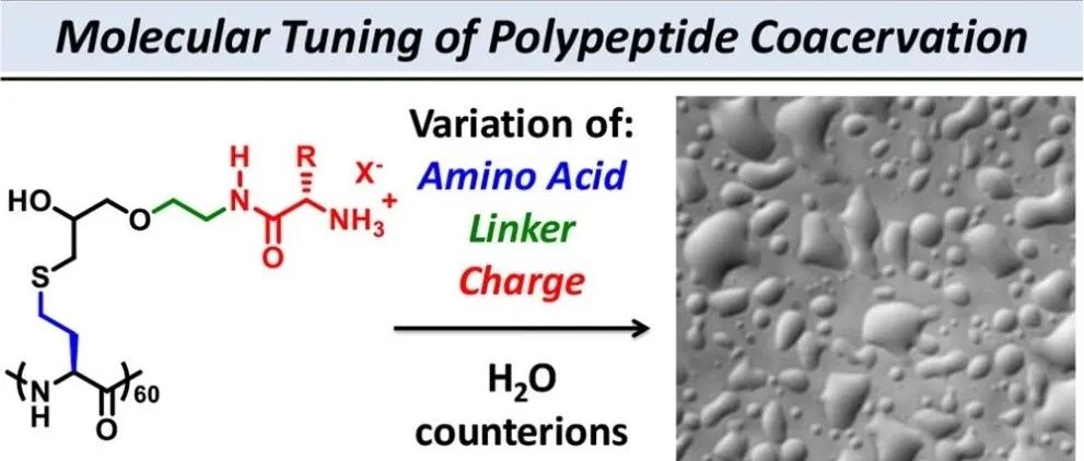 高起点新刊PS&T首篇论文发布：侧链分子特征对多功能均聚氨基酸水凝聚的影响