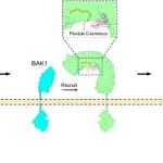 华中农业大学最新Nature Plants！