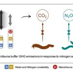 SBB | 南京林业大学与晓庄学院团队揭示氮沉降和干旱背景下土壤动物对土壤温室气体排放的调控作用