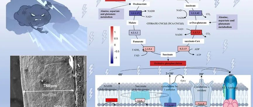 深圳大学周礼杰团队WR：非电活性细菌在利用电场控制膜生物反应器生物膜中多样表现