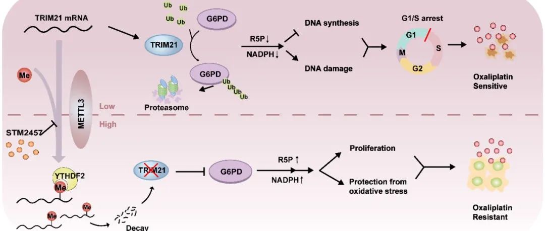 Cell Death Differ | 蔡木炎、谢丹团队揭示METTL3通过激活磷酸戊糖途径导致肝癌对奥沙利铂耐药的分子机制