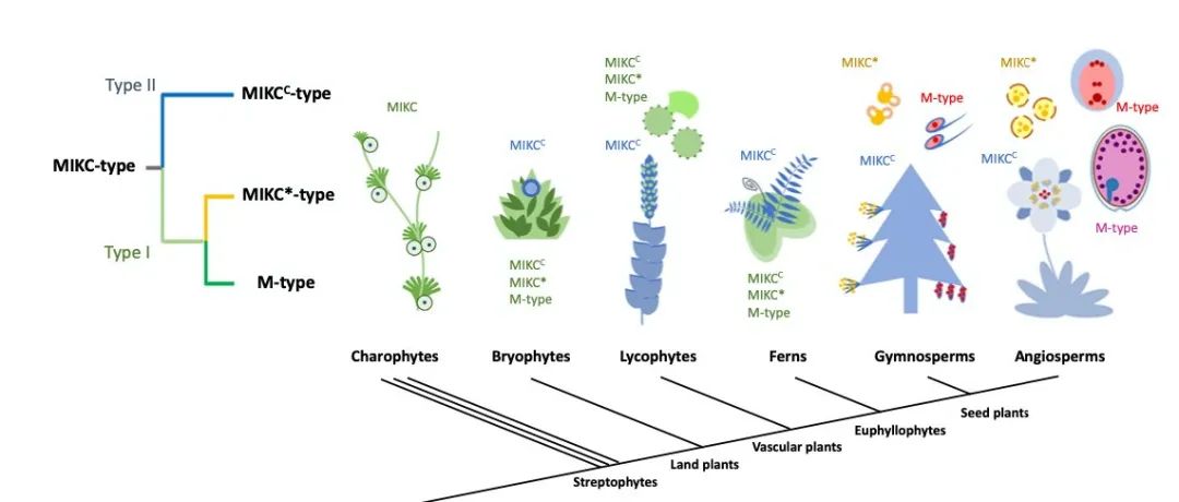 文献分享 | 陆生植物中 MADS-box 基因的祖先复制促进孢子体和配子体之间的功能分化