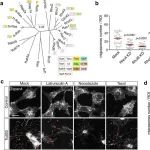 Cell Discov | 西湖大学陶亮团队表明细菌毒素诱导非典型性移动性加重急性炎症