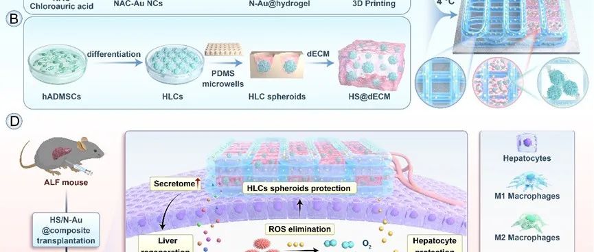 Biomaterials | 3D打印结合金簇纳米酶和肝细胞样细胞球治疗急性肝衰竭