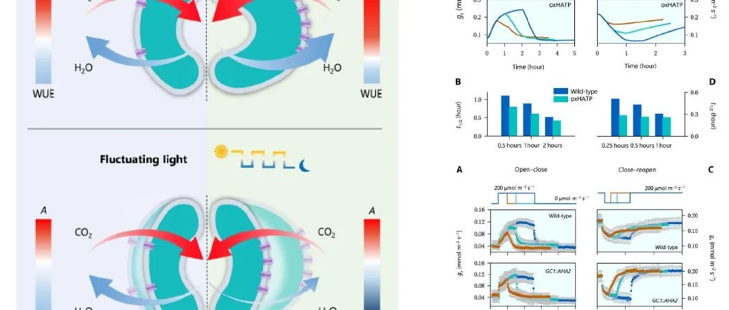 【学术之光】Science Advances|改善气孔动力学提升植物水分利用效率的机制