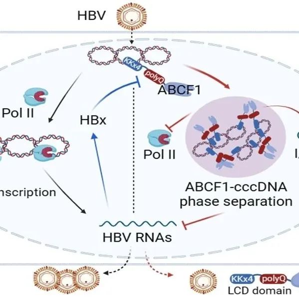 Adv. Sci | 山东大学马春红教授团队揭示宿主蛋白ABCF1抑制HBV复制的新机制