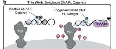JACS.|用于蛋白质-蛋白质相互作用位点的邻位标记的可切换 DNA 催化剂
