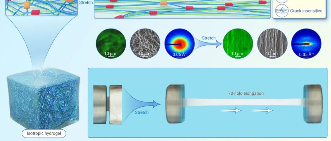 The Innovation Materials | 纤维素纳米纤维诱导超分子网络定向响应实现水凝胶增强增韧