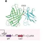 研究前沿：清华大学合成生物学-蛋白质 | Nature Methods