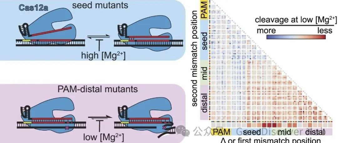 CRISPR-Cas12a表现出金属依赖性特异性转换