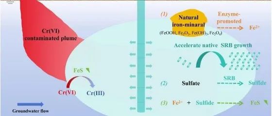 文献速递 | 吉林大学赵勇胜团队STOTEN: 硫酸盐还原菌对天然含水层介质中铁矿物的转化