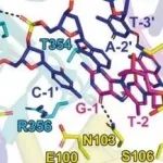 南方科技大学朱健康/贾宁最新Cell Res