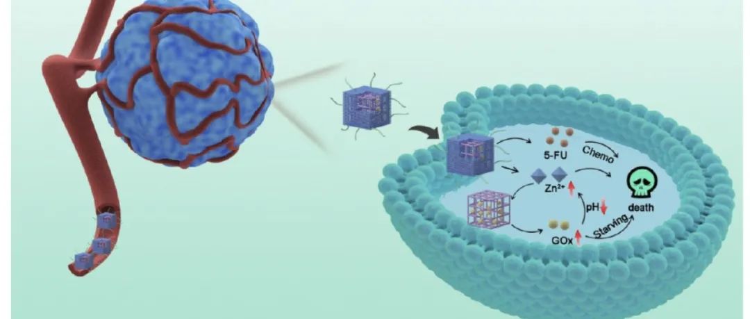 ACS NANO：MOF 纳米系统协同癌症治疗