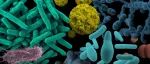 北京林业大学博士生第一作者在一区top期刊（IF=13.3、8.2）连发两篇微生物群体感应信号分子方面的研究成果