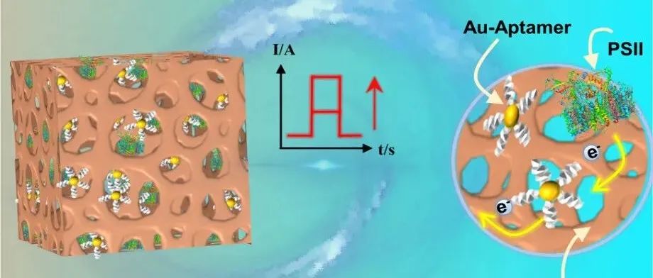 AC.光系统II在分级氧化锡电极上的等离子体增强光电化学超灵敏检测17β-雌二醇