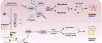 Cell Death Differ | 中山大学蔡木炎、谢丹团队揭示METTL3通过激活磷酸戊糖途径导致肝癌对奥沙利铂耐药的机制