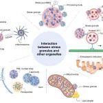 Protein Cell | 北京大学张培培团队总结真核生物中应激颗粒与其他细胞器之间的相互作用以及鉴定不同无膜细胞器组分的方法