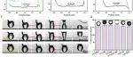 成都理工大学汪建《J Membrane Sci》：用于高效油/水分离的超耐用水下超疏油性Ni基金属氢氧化物-有机框架膜