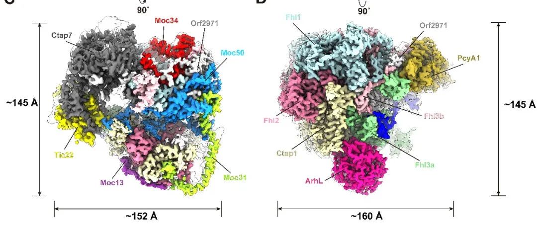 【科技前沿】Molecular Plant｜李梅研究组与合作者共同揭示驱动叶绿体蛋白输入的马达复合物结构和作用机制