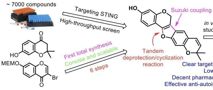 Angew. Chem. Int. Ed.｜雷晓光团队开发出新一代STING拮抗剂