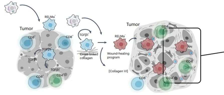 文献分享 | Nature Cancer | 肿瘤相关巨噬细胞通过胶原沉积及代谢重编程限制乳腺癌肿瘤微环境中CD8+ T细胞功能