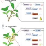 浙江农林大学硕士生共同一作在农林科学一区Top期刊发表研究成果！揭秘高温延迟桂花开花的分子调控机制