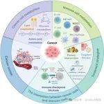 厦门大学田华雨教授/方华攀副教授团队Theranostics：癌细胞与免疫细胞在癌症发生、发展和转移中的代谢行为