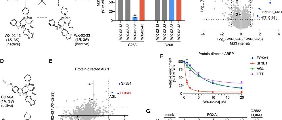 Mol. Cell | 利用共价小分子重塑FOXA1的先锋功能