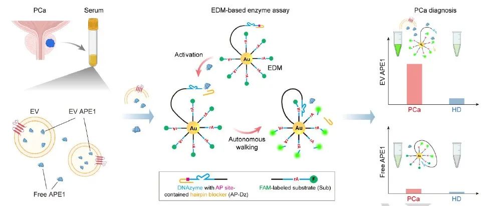 文献分享| Angewandte Chemie： 球形 DNA 纳米马达能够超灵敏地检测细胞外囊泡中的活性酶，用于癌症诊断