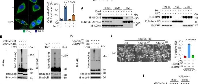 Nature Cell Biology I 全长 GSDME 介导独立于切割的焦亡