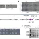 Nature | 大肠杆菌中的抗噬菌体防御蛋白CapRelSJ46对不同噬菌体蛋白的感知机制