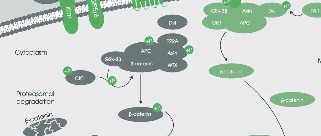 免费交互式信号通路海报下载 | PI3K、Wnt、TGF-β、Hedgehog等6大热门通路海报