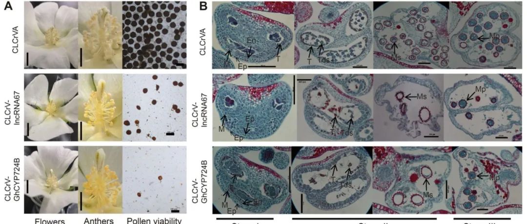 JIPB | 中国农业大学华金平教授团队揭示miR3367-lncRNA67-GhCYP724B模块调控棉花雄性不育的机制