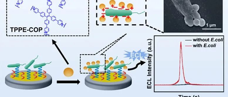 AC.基于四苯乙烯的具有聚集诱导电化学发光的共价有机聚合物用于高灵敏度细菌生物传感器