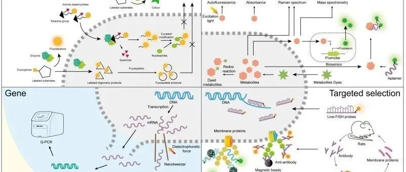 从筛选菌株到构建传统食品发酵用合成微生物群落（SynComs）