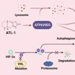 Autophagy| 华中科技大学袁响林/刘博等揭示白术内酯I能逆转晚期肾细胞癌舒尼替尼耐药机制