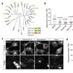 Cell Discov | 西湖大学陶亮团队表明细菌毒素诱导非典型性移动性加重急性炎症