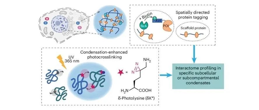 文献分享 | Nat Chem. 通过增强凝聚的光交联实现时空蛋白互作组分析