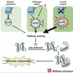 文献解读｜浙江大学农学院邓一文教授与合作团队在植物免疫激活和多病原菌抗性研究方面取得重要进展