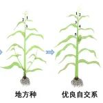 中国农业大学农学院博士以第一作者身份在Nature Commun上发表研究成果，揭示玉米Tu1基因扩“源”增产的分子遗传机制