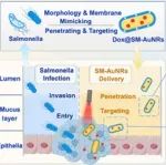 Nano Lett：沙门氏菌仿生纳米颗粒用于结直肠癌光热化疗