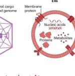 研究进展：细胞外囊泡 | Nature Reviews Bioengineering